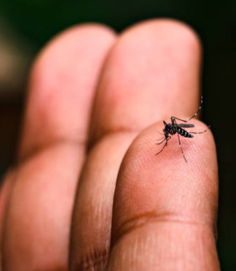 Dengue